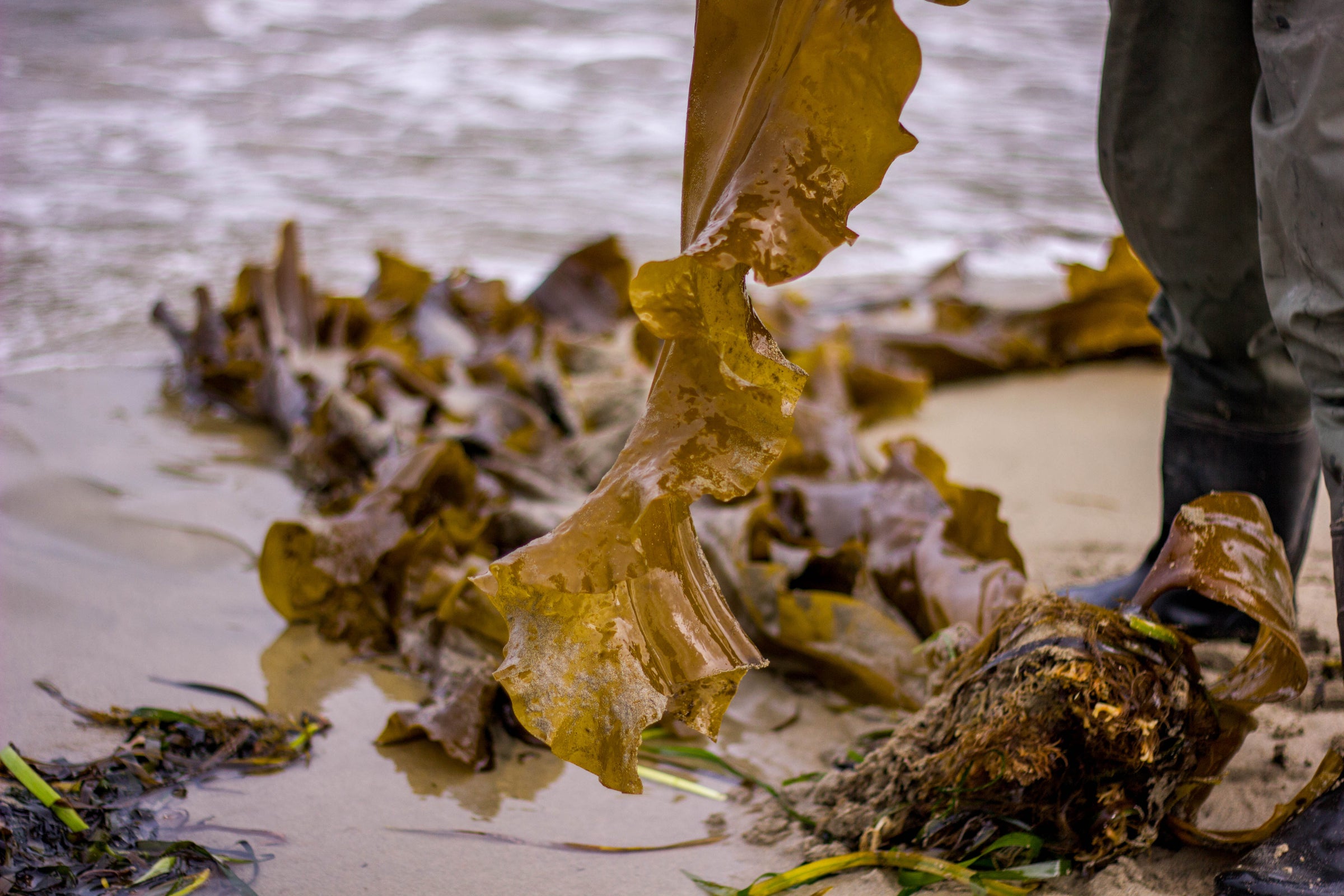 Roaming Root Alaska Coastal Seaweed Snacks | The Roaming Root Cellar